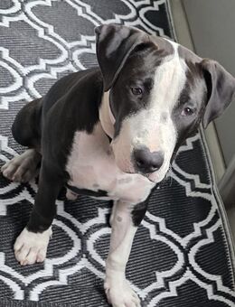 Pablo 7 Monate Amstaff Welpe - Lübeck