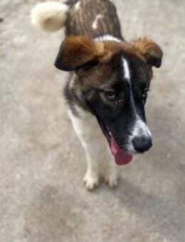 Eva: Ein kleiner Welpe mit großen Träume - Eixen