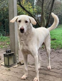 Orkun sucht geduldige Menschen - Beckingen