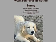 Sunny- sucht ein liebevolles Zuhause - Lippetal