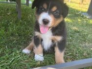 Australian Shepherd Welpen - Rabenau (Hessen)