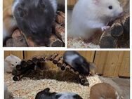 junge bunte Hamster Goldhamster Teddyhamster langhaarig - Neustadt (Sachsen) Hohwald