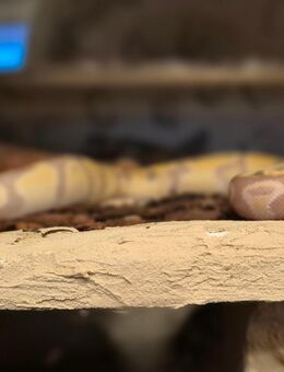 2 Königspython mit Terrarium - Westoverledingen