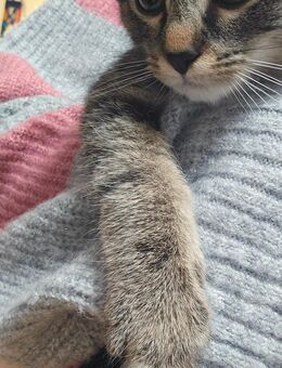 Baby Katze suche neues Zuhause - Wallerfangen