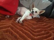 typ. Chihuahua sucht liebevolle Familie - Berlin