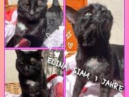 ❤️. ELINA ❤️ sucht noch Dosenöffner - Eichendorf