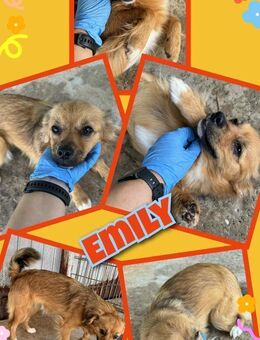 Süße Emily- bald auf PS! - Nürnberg