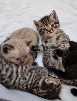 Reinrassige BKH Kitten in SONDERFARBEN - Stuttgart