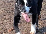 Twoface sucht neues Zuhause - Halle (Saale)