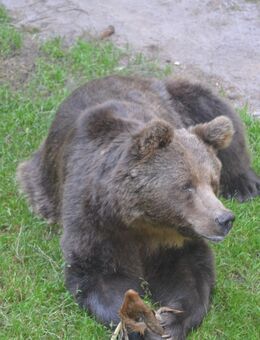 Liebevoller Kuschelbär sucht Partnerin - Essen