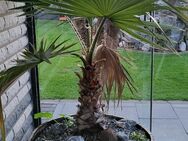 Palme mit Whiskyfass - Salzbergen