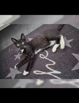 Katzenbaby Kitten Kater sucht ein schönes Zuhause - Hamburg Wandsbek