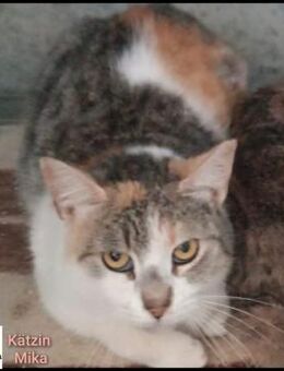Glückskatze Mika - sehr dringend! - Margetshöchheim