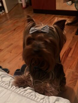 Deckrüde Yorkshire Terrier - Nürtingen