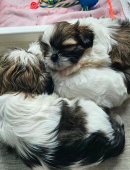 Shih tzu welpen - Güstrow