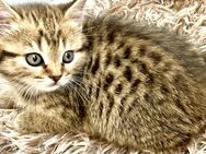BkH Kitten reinrassig Golden tabby Whiskas - Bodenwerder (Münchhausenstadt)