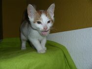 kleine Kater - Kitten - Wohnungsaufzucht - 12 Wochen alt - Katze - Magdeburg