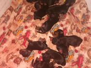 Yorkshire Terrier Welpen baby verkaufen - Altomünster