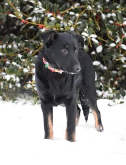 Unser kleiner Dackelmischling Klausi Rüde 30-35 cm ,5-6 Mon.sucht noch ein Körbchen - Hohe Börde