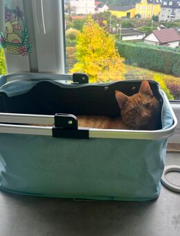 🐾 Liebevoller Britisch-Kurzhaar-Kater Elliot sucht neues Zuhause 🐾 - Bochum