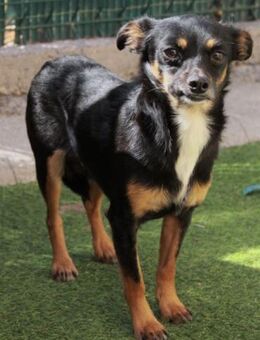 GUIDO - Paten für unseren Jungen 💖 - Neudenau