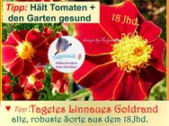 ♥ Tagetes Linnaeus Goldrand Alte Sorte Tulpenstolz Heilpflanze Tomaten Garten,Carl von Linne Naturschatz,Biogarten,weinrot,Rosenduft,samenfest - Hamburg