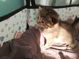 Katzen Babys in 50997