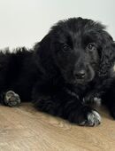 Doodlemix Welpe abzugeben in 64832