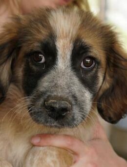 Toffee, geb. ca. 01/2023, GRIECHENLAND - Euskirchen