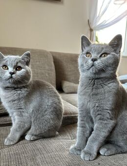 Aus 23jähriger Hobbyzucht 6 wunderschöne British Kurzhaar-Kitten  mit Stammbaum - Apenburg-Winterfeld