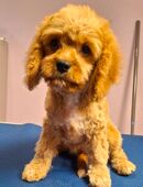 Cavapoo Mädchen suchen ihre Familie in 91788