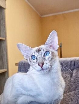 nur noch 2 Traumhafte Balinesen Kitten suchen ein neues Zuhause - Neuburg (Donau) Zentrum