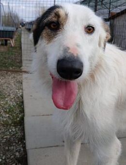 🆘 Notfall sanfte Agnes🆘 - Eislingen (Fils)