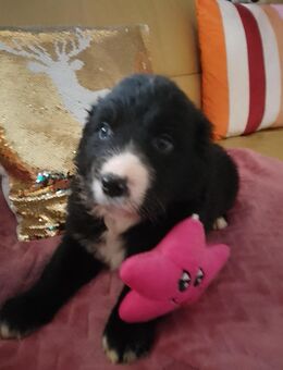 Tolle Golden Aussie Welpen mit Ahnenpass - Altendorf (Regierungsbezirk Oberpfalz)