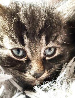 3 süße Katerbabys BKH Mix abzugeben - Bielefeld