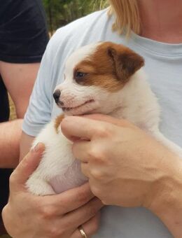 Dandy - kleiner Kämpfer sucht sein Glück - Haan