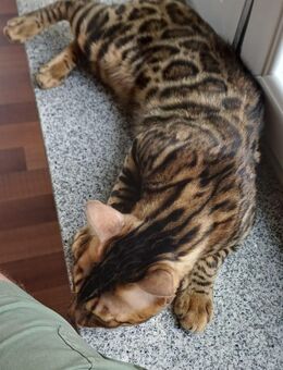 Reinrassige Bengal Junge - Wetzlar