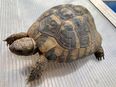 Männliche Griechische Landschildkröte (Testudo hermanni-hermanni) in 79576