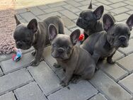 Französische Bulldogge Welpen Blue - Markdorf