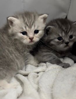 BKH / BLH Mix Kitten - Elsenfeld