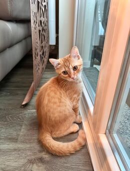 British Kurzhaar BKH Kater abzugeben - Raunheim