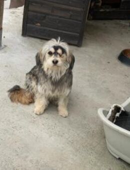 MIA - 34 cm, ein Auge, niedlich - Weilheim (Oberbayern)