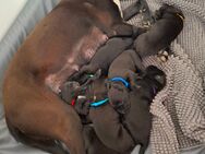 Labrador- Dalmatiner Welpen - Langenleuba-Niederhain