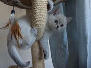 BKH Kitten (m., 4x) auszugsbereit ab dem 01.06. - Gießen Zentrum