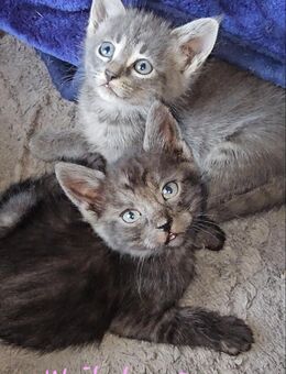 Mainecoon Mix Kitten - Berge (Brandenburg)