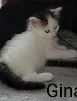 Kitten/Katzenbabys suchen schönes Zuhause - Reutlingen