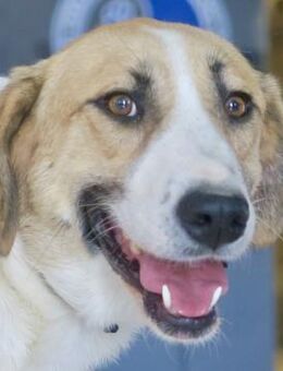 Kira, zurückhaltend, freundlich, sozial - Westerholt