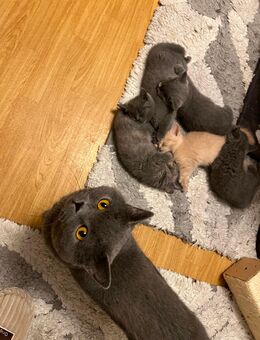 Bkh kitten bald abgabebereit ! - Garbsen