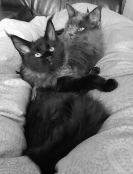 Reinrassigen Maine Coon Kitten, am 3 Juli geboren, die Cat- Altern XXXL große Katzen natürlich besitzen Stammbaum - Bielefeld Zentrum