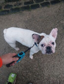 Ich verkaufe eine französische Bulldogge - Stolberg (Rheinland, Kupferstadt)